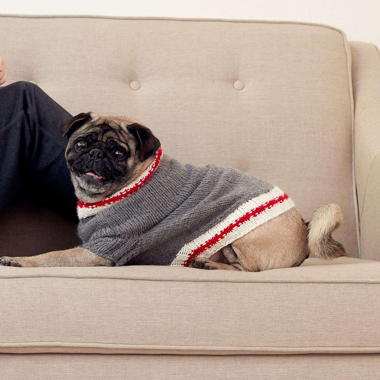 Modèle de tricot de manteau de chien de chaussette de travail gratuit